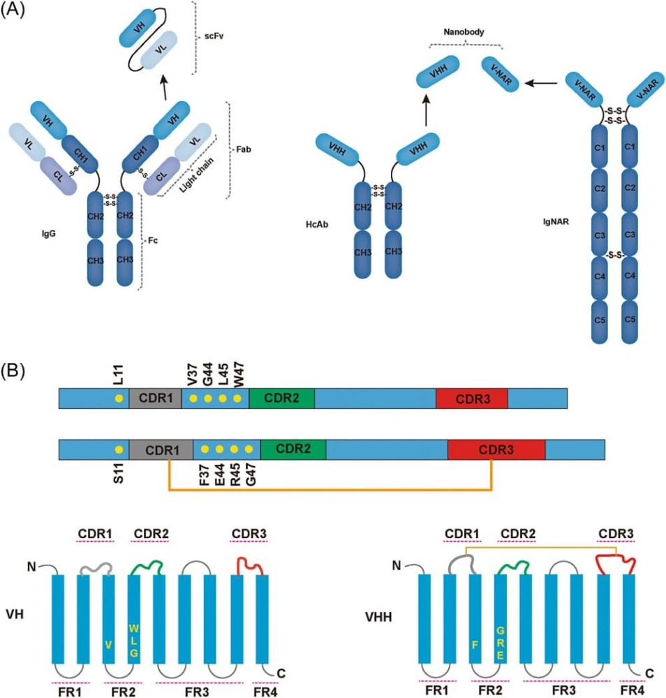 Fluorescent VHH Probes for Detection