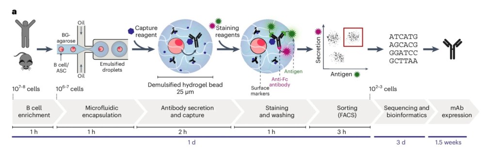 Revolutionizing Antibody Discovery: The Role of Microfluidics in Single B Cell Screening