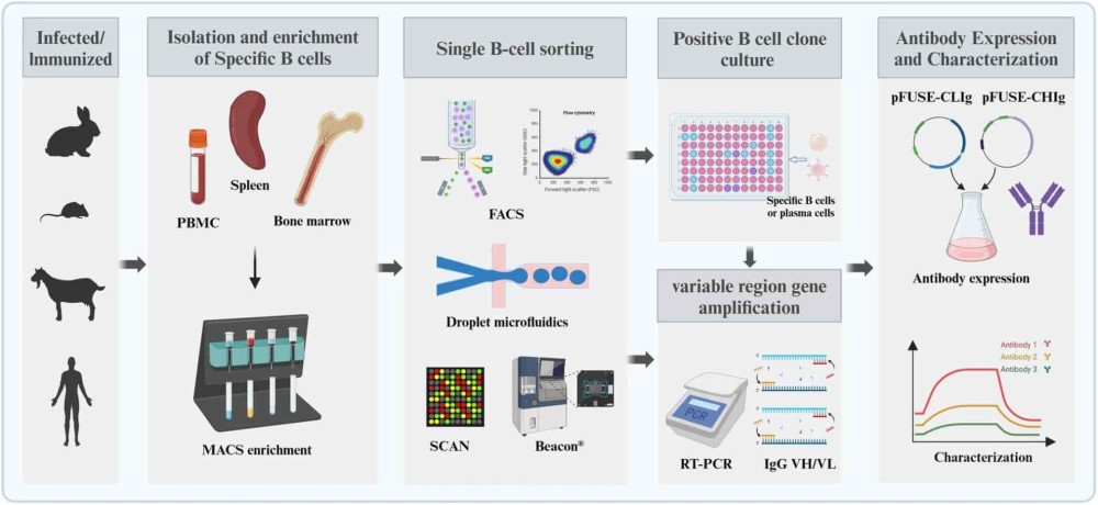 Understanding Single-Cell Droplet Technology in High-Throughput Antibody Screening
